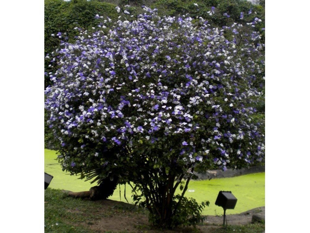  Manacá (Brunfelsia uniflora) δηλητήριο 