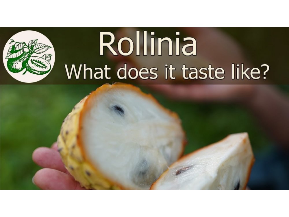 Rollinia deliciosa (Biriba™) 