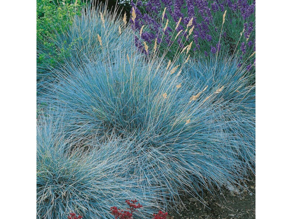 Blue Grass - Festuca glauca