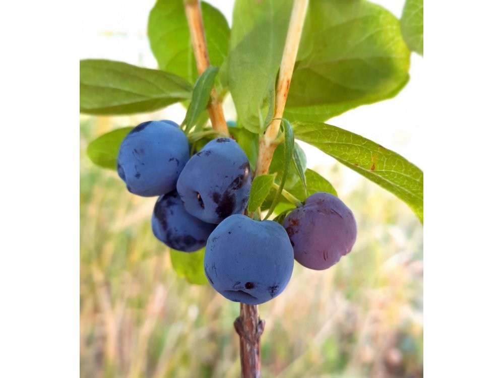 Siberian Blueberry Blue Treasure ™