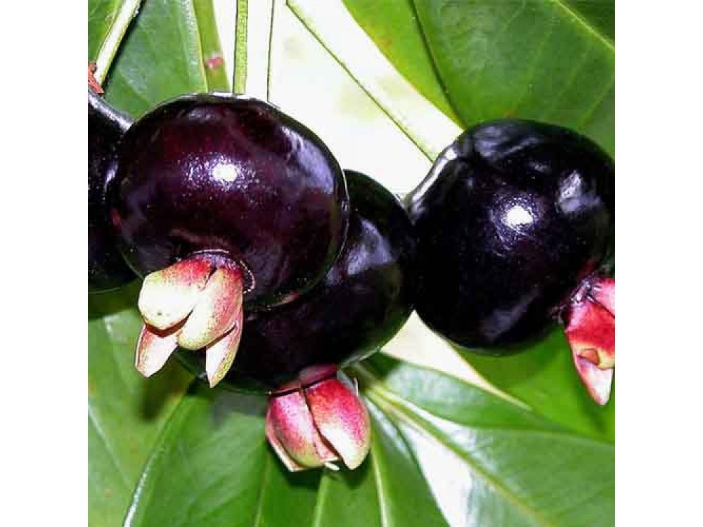 Grumichàma (Brazilian Cherry)