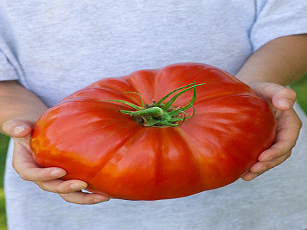 Giant Tomato 500-800 gr