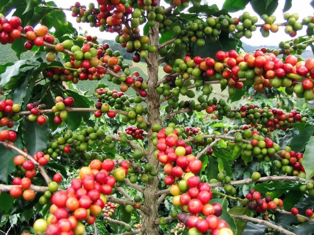 Caturra coffee tree