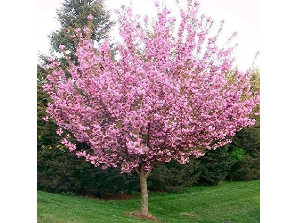 Ornamental cherry tree
