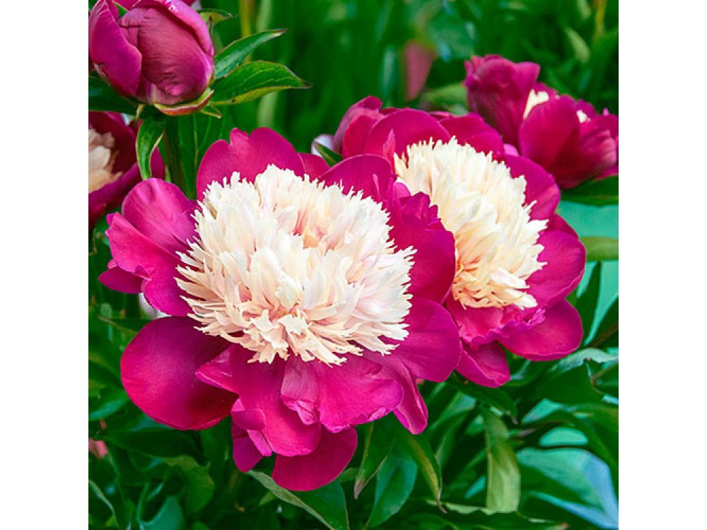 White Cup peony
