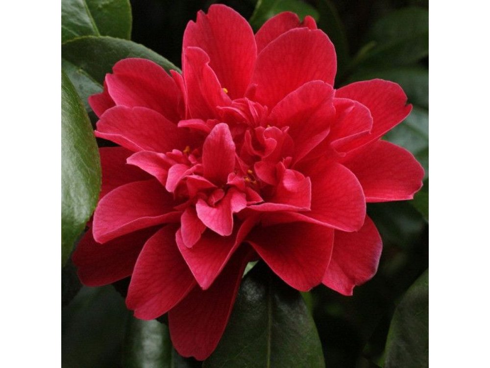 Camellia ¨Mark Allan"