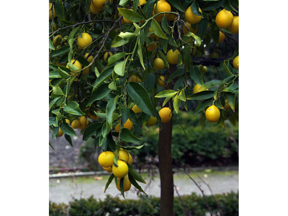 Limequat ® (C.floridana)  