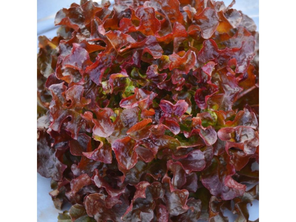 Red lettuce (Batavia)