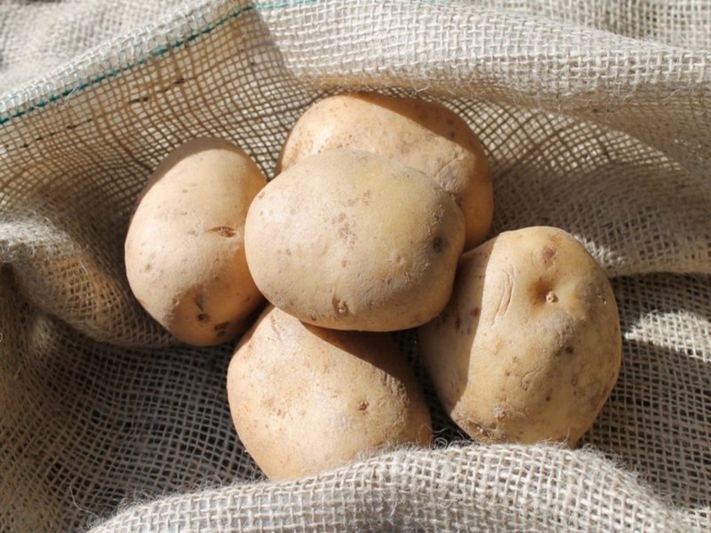 12-6-18 orto potato