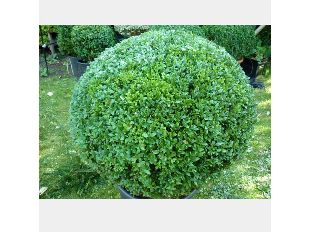 Boxwood (Spherical Shape)