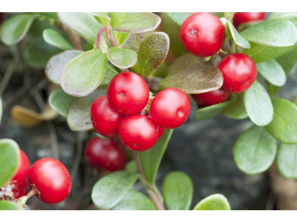 Bearberry (Σταφύλι Αρκούδας)