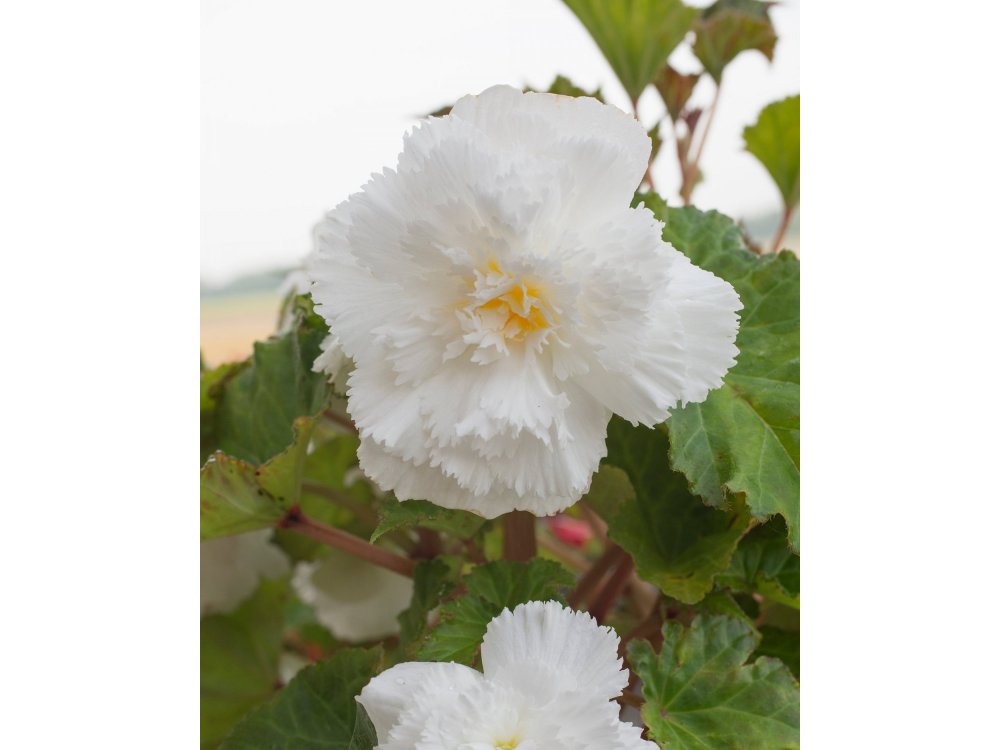 Begonia fimbriata Λευκή
