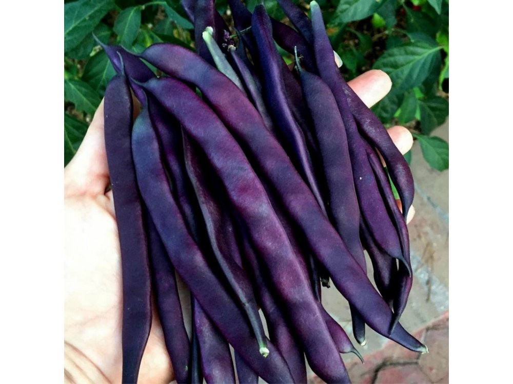 Purple climbing beans