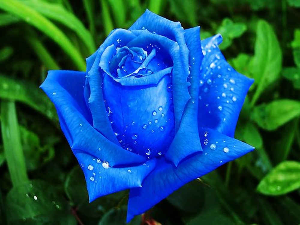 Blue rose n59 4/20