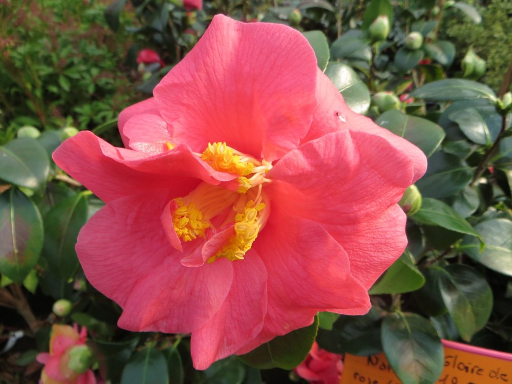 Camellia ¨Gloire De Nantes"