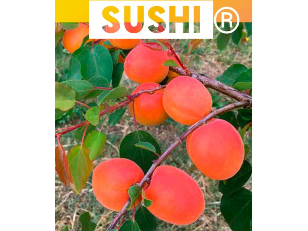 Sushi ® 