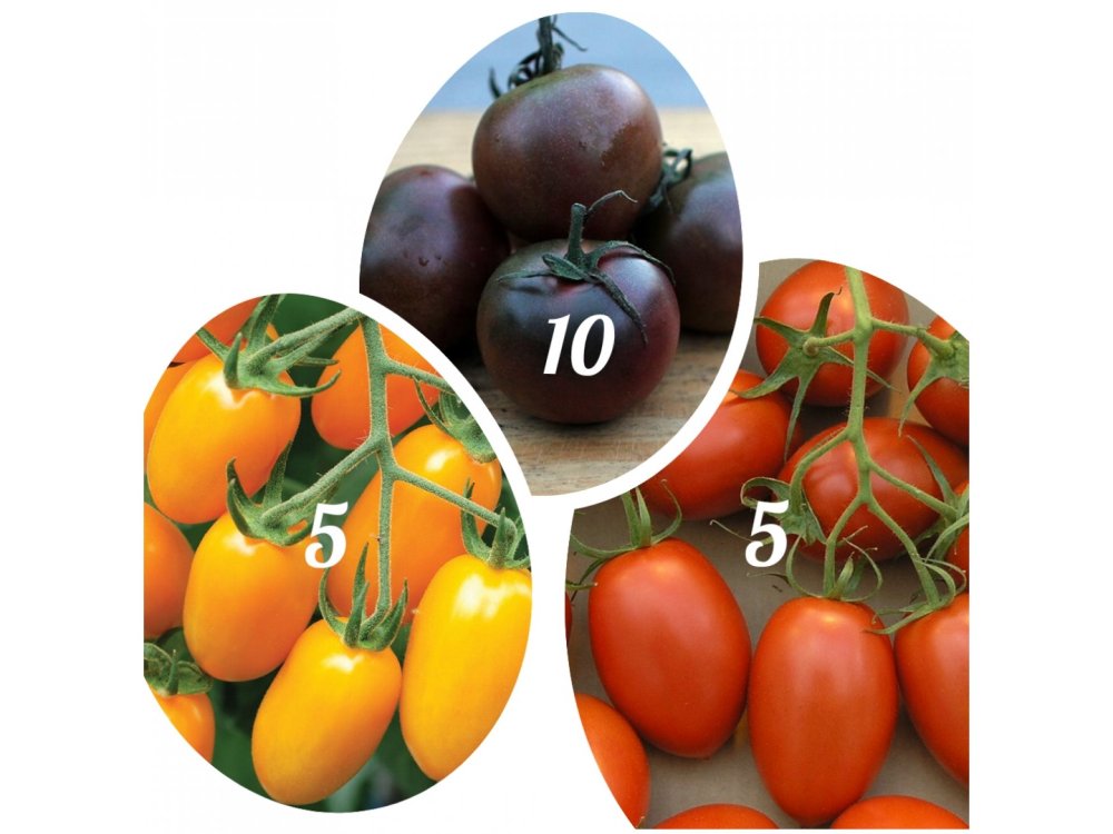 20 plants rare cherry tomatoes (black, orange, babyroma)