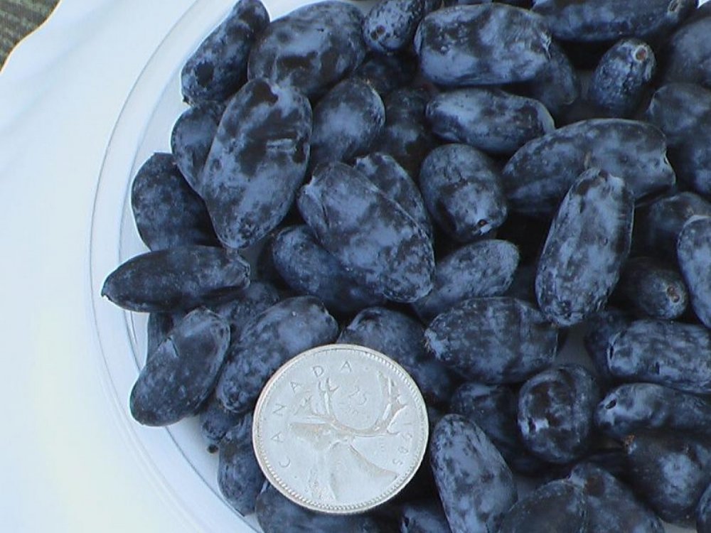 Siberian Blueberry Indigo Yumm™