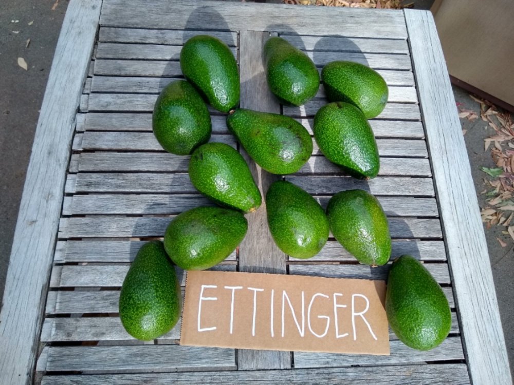 Avocado Ettinger 