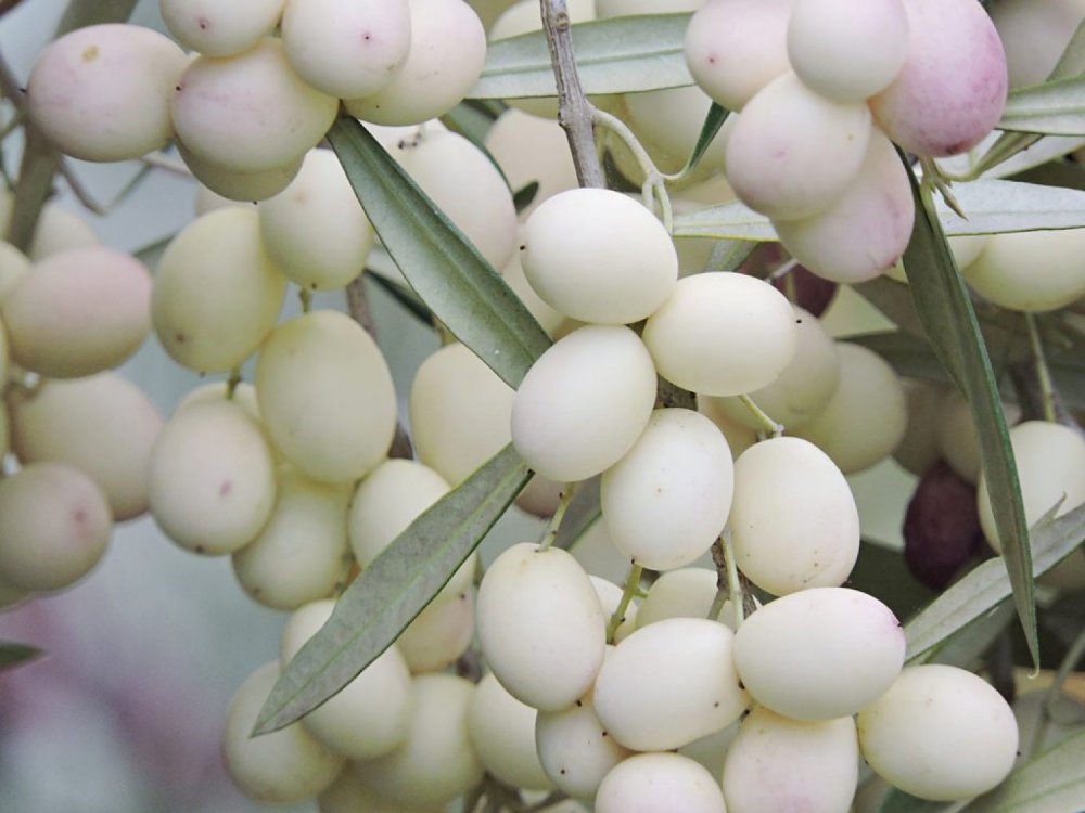 White Olive