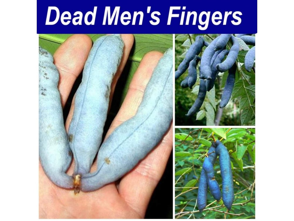Dead Mens Fingers ® Decaisnea fargesi 