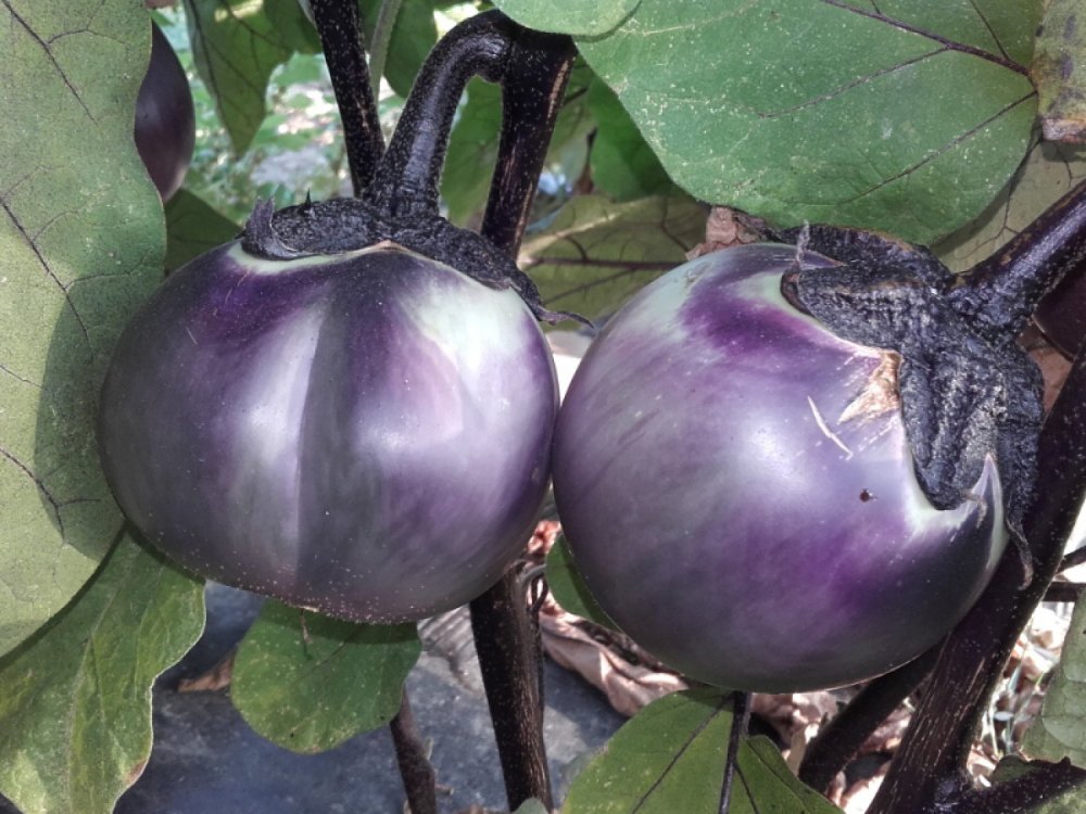 Eggplant round