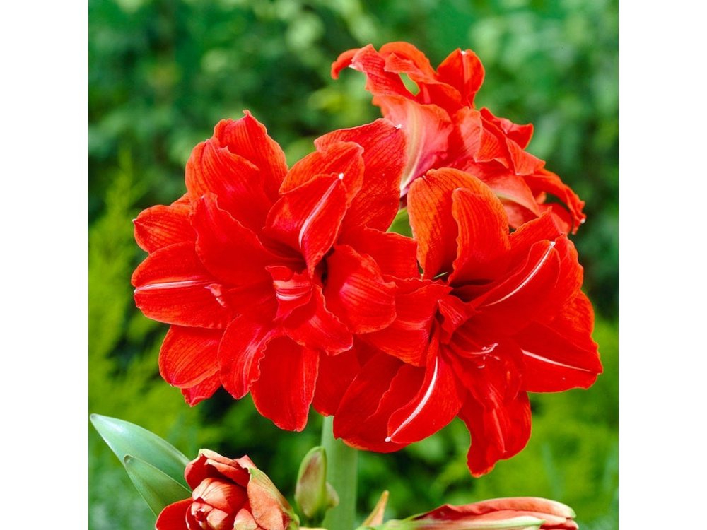 Double Amaryllis Red Peacock