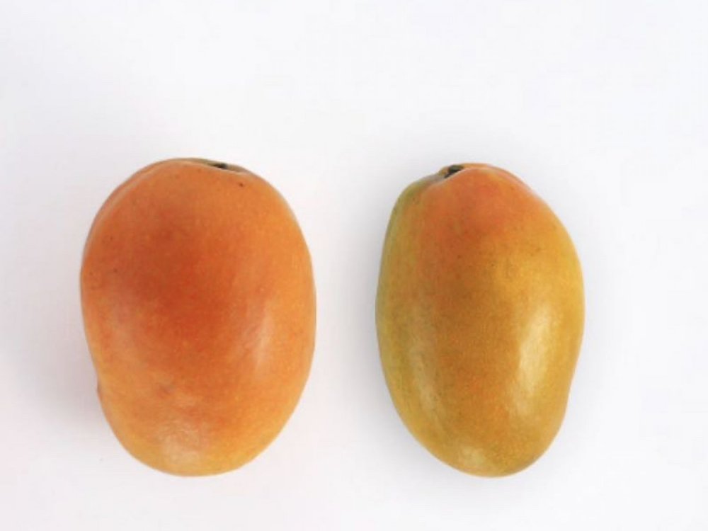 Mango Gomera 3 