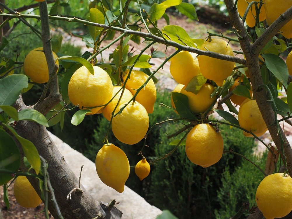 Lemon Adamopoulou