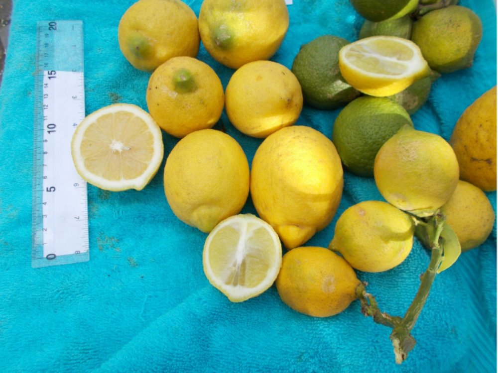 Lemon tree ATHOS