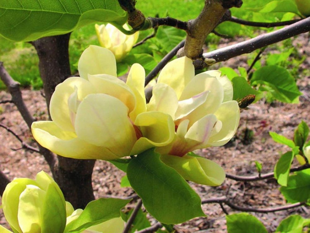 Magnolia soulangeana "SUNSATION"