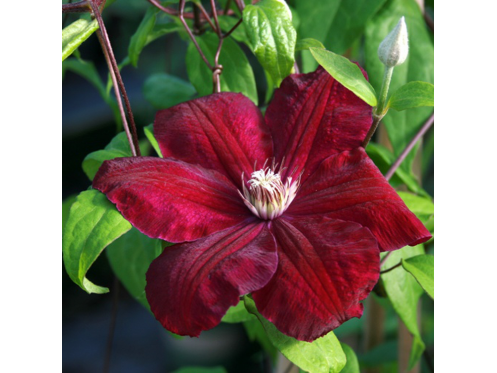 Clematis Rosso 