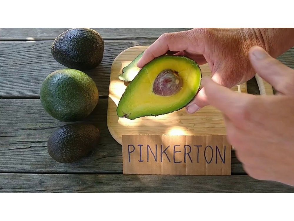 Avocado PINKERTON