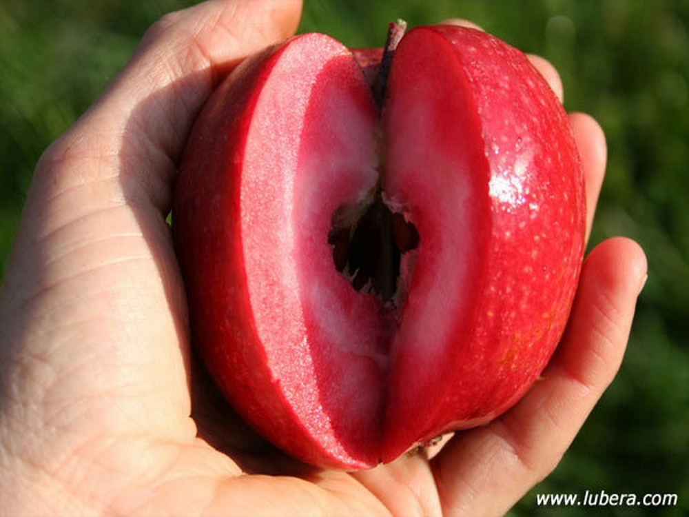 Red-fleshed Apple 3341