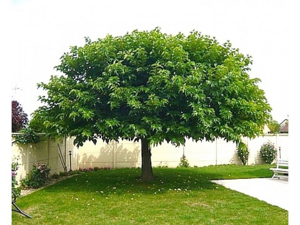 Fruitless Mulberry tree
