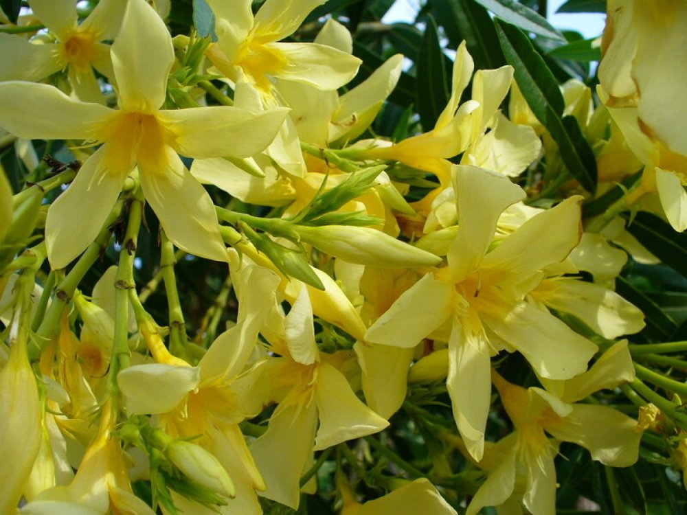 Oleander yellow