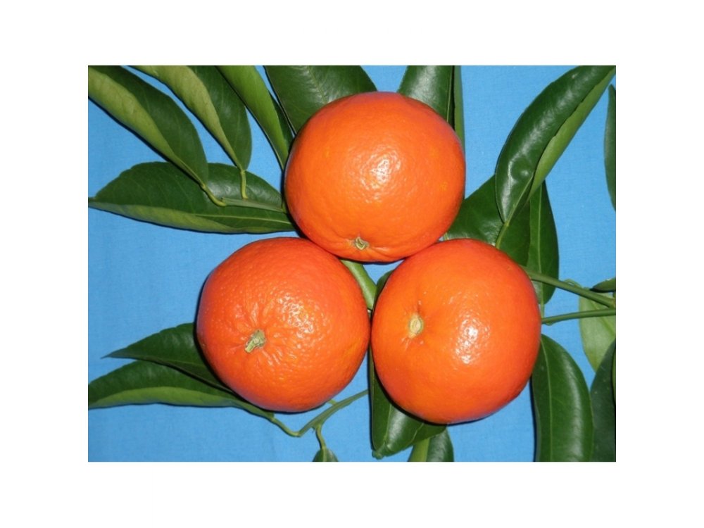 Nova  tangerine