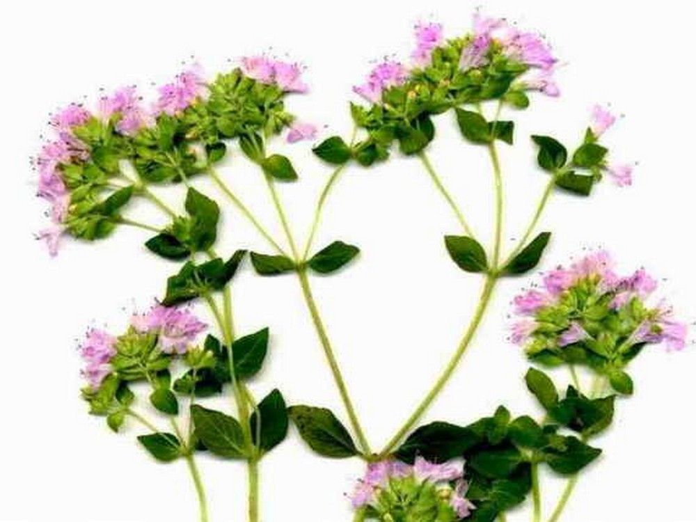 Ρίγανη Κοινή (Origanum vulgare)