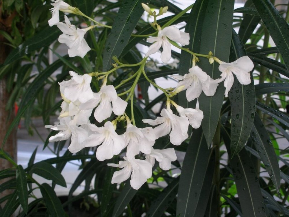 Oleander white