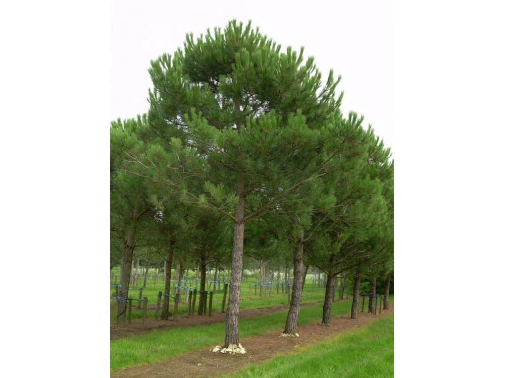 Πεύκο Pinus pinea