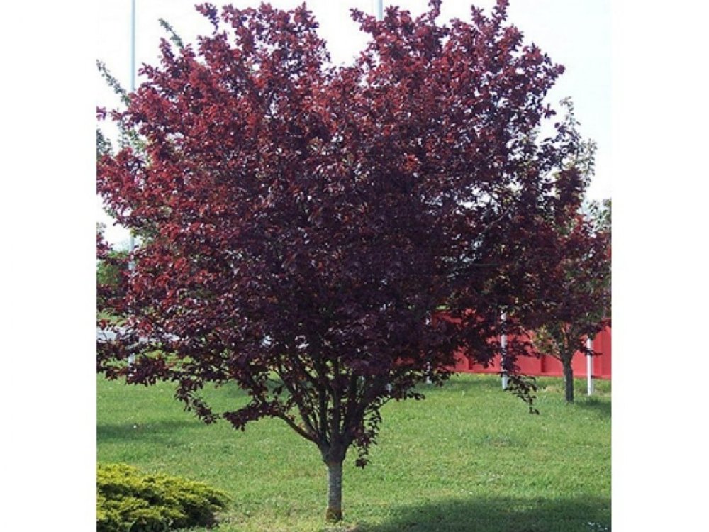 Ornamental Plum Tree