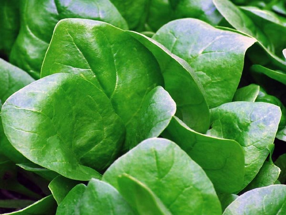 Spinach hybrid
