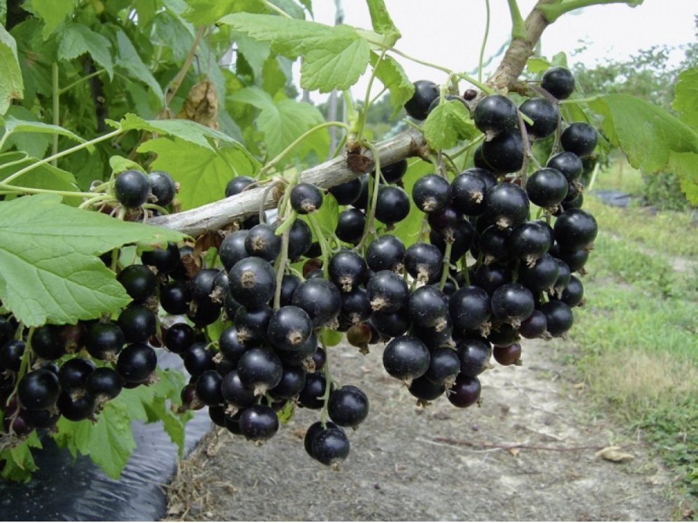 Gooseberry black
