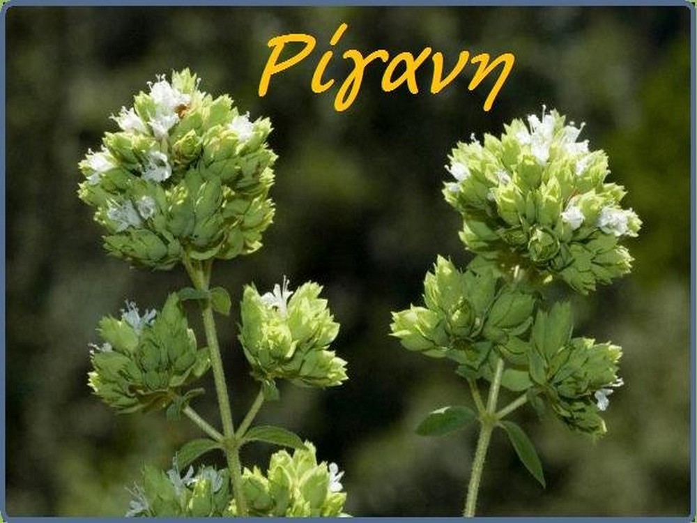 Ρίγανη Ηρακλειώτικη (Origanum hirtum var . heracleoticum) (10 gr)