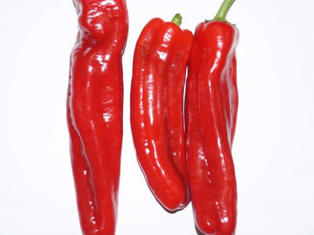 Red long sweet pepper (maxi)