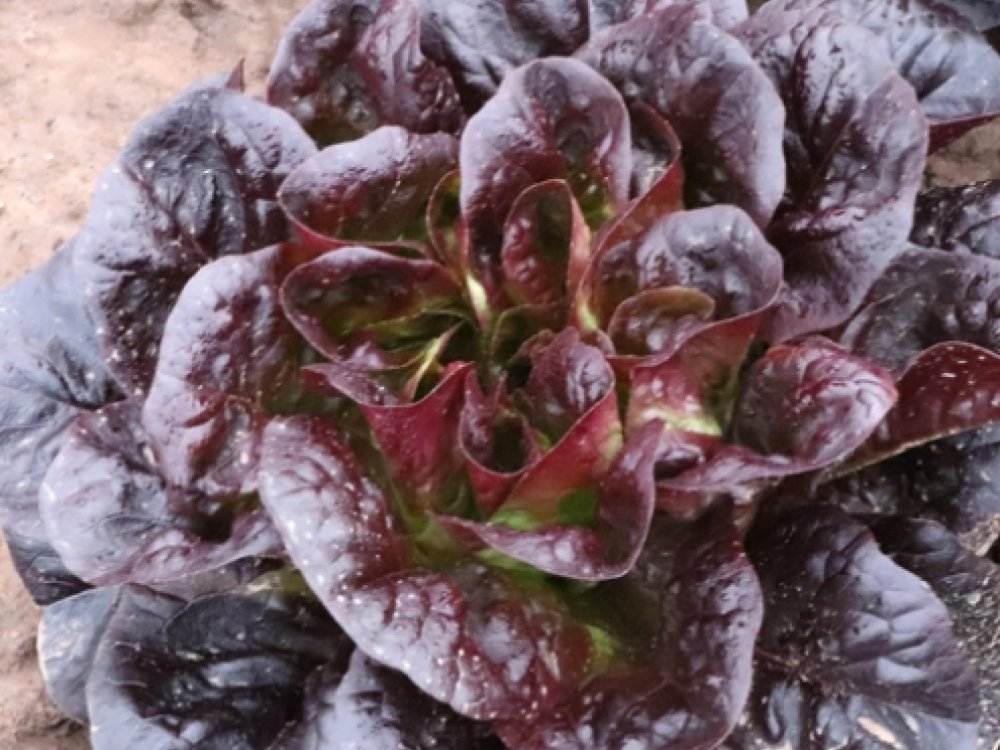 Red lettuce (Butterhead)
