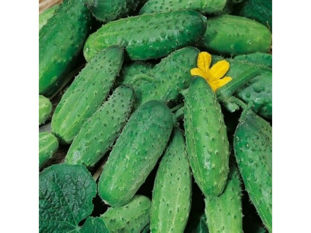 Pickle cucumber