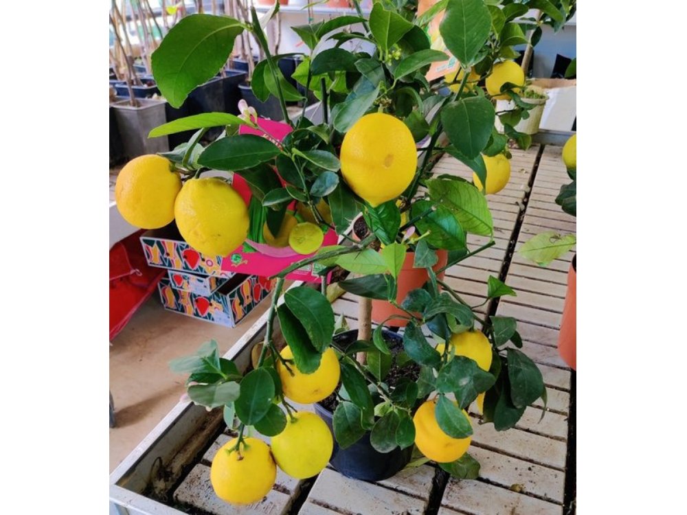 4 seasons Lemon tree