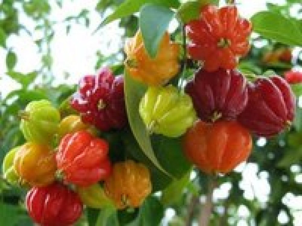 Surinam Cherry ®