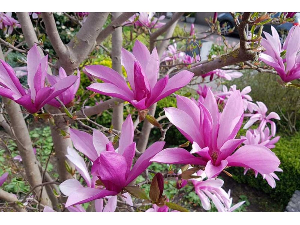 Magnolia soulangeana "SUSAN"